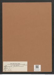 Navicula falaisensis Grun. (de-Toni-Nr.: Genus 1, Species 602) Zeichnungen Sammlung Grunow Mappe 00524 (Herbarium_W_Grunow_drawings_Folder_00524)